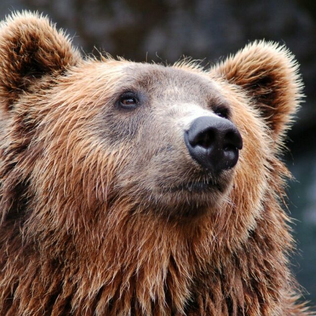 Ucieczka przed niedźwiedziem w dolinie Jaworzynki, Tatrzański Park Narodowy