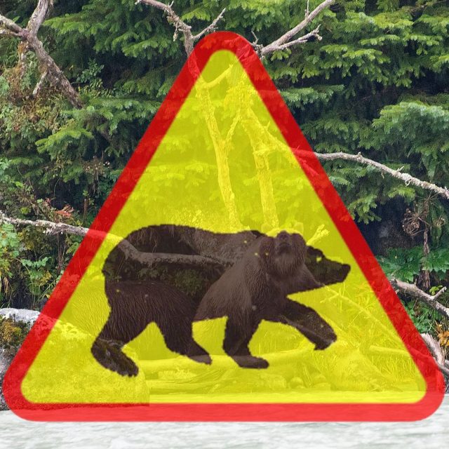 atak niedźwiedzia, Na Słowacji niedźwiedź gonił turystów